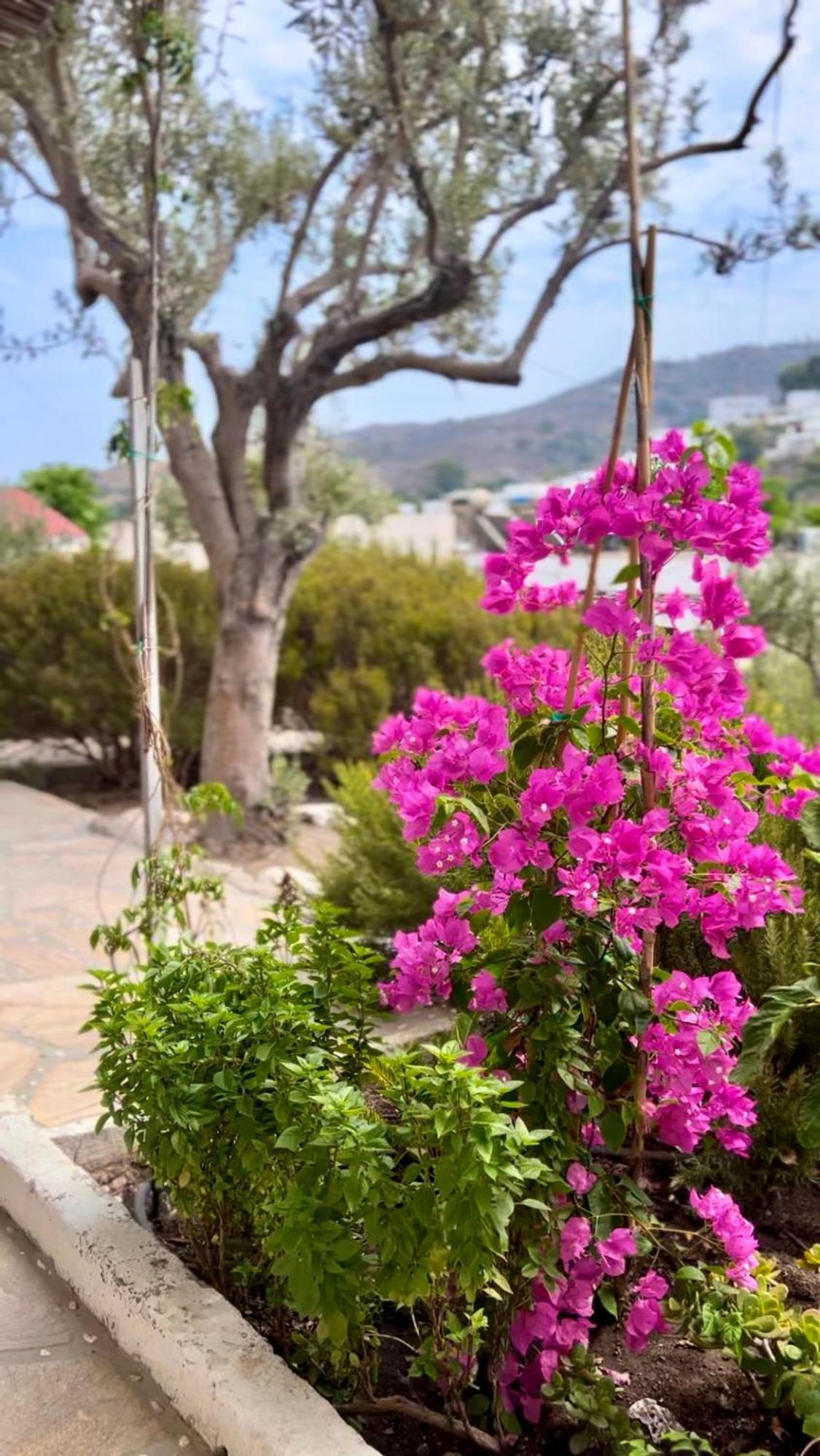 Aparthotel Mistral-Patmos Skála Exterior foto